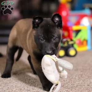 Dixie, Belgian Malinois Puppy